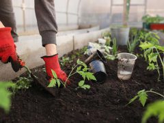 温室での植栽