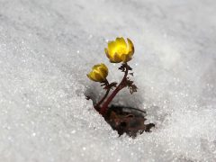 アイキャッチ用　雪中花