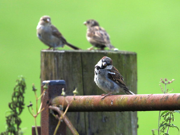 2023年6月25日（年間第12主日）のミサの福音