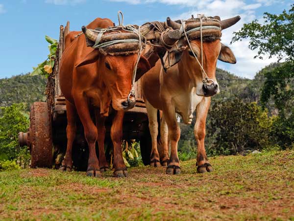 2023年7月9日(年間第14主日)のミサの福音