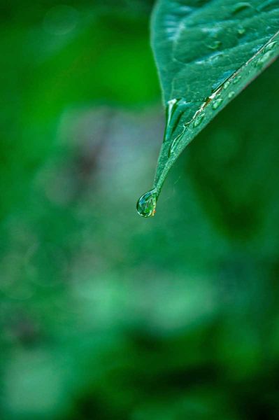 water dew on green leaf