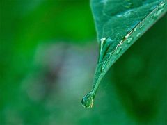 アイキャッチ用　water dew on green leaf