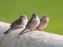 丸太に止まった3羽のスズメ